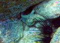   Octopus captured off Pacific Coast Costa Rica seconds before he disappeared hiding under rocks. Taken no light red filter GoPro HERO4. rocks HERO4  